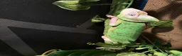 Chameleon reptiles for sale: chameleon to a good home  - Advert 4