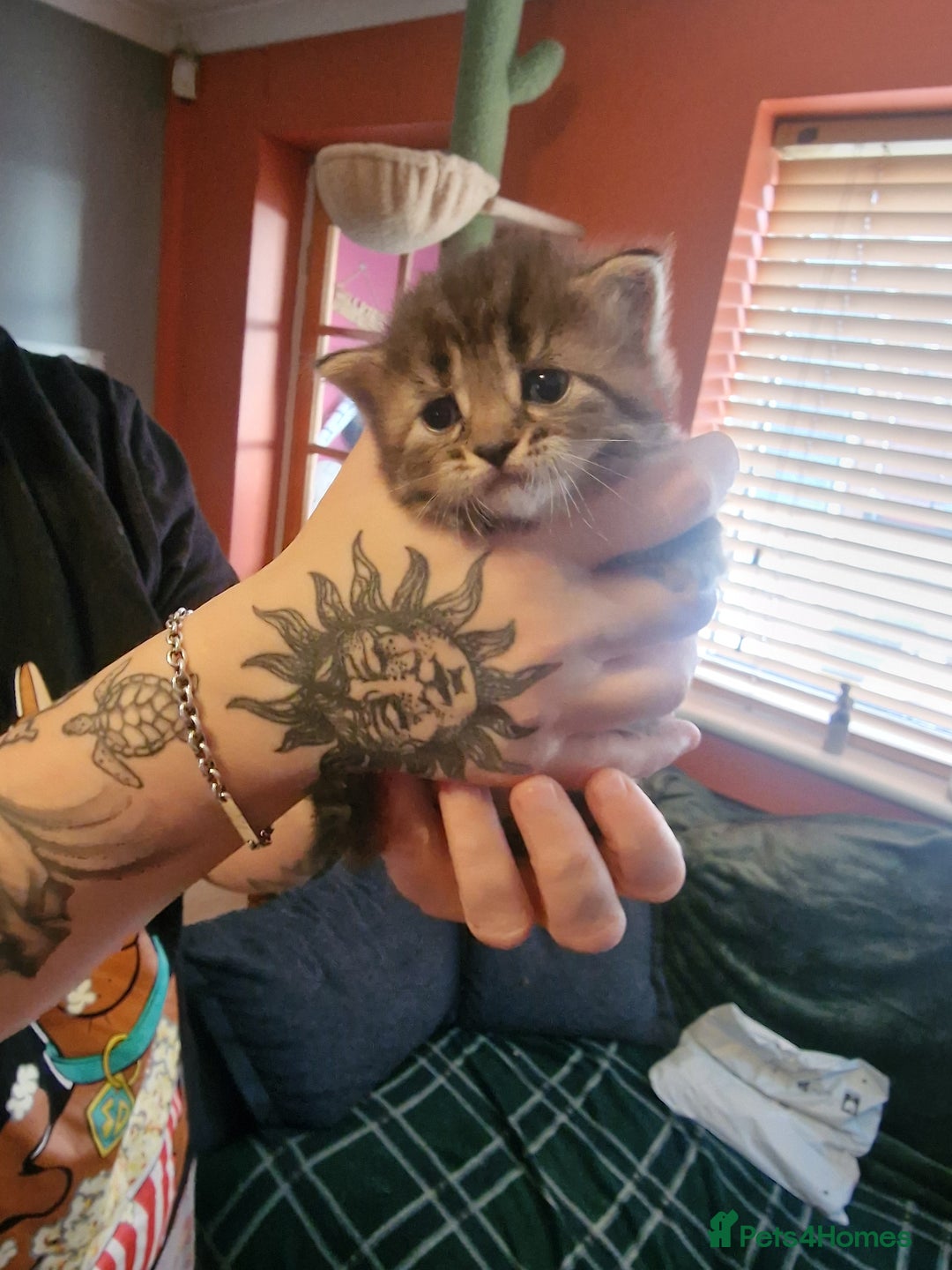 British Longhair cats for sale: 4 Adorable kittens for sale  - Advert 7