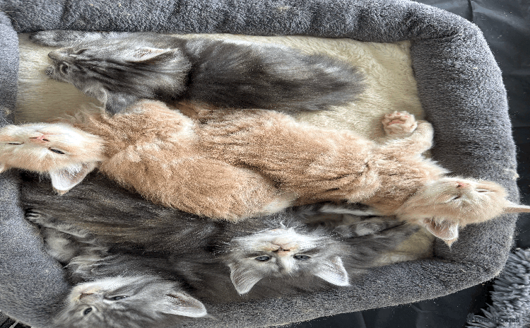 Maine Coon cats - Advert 6
