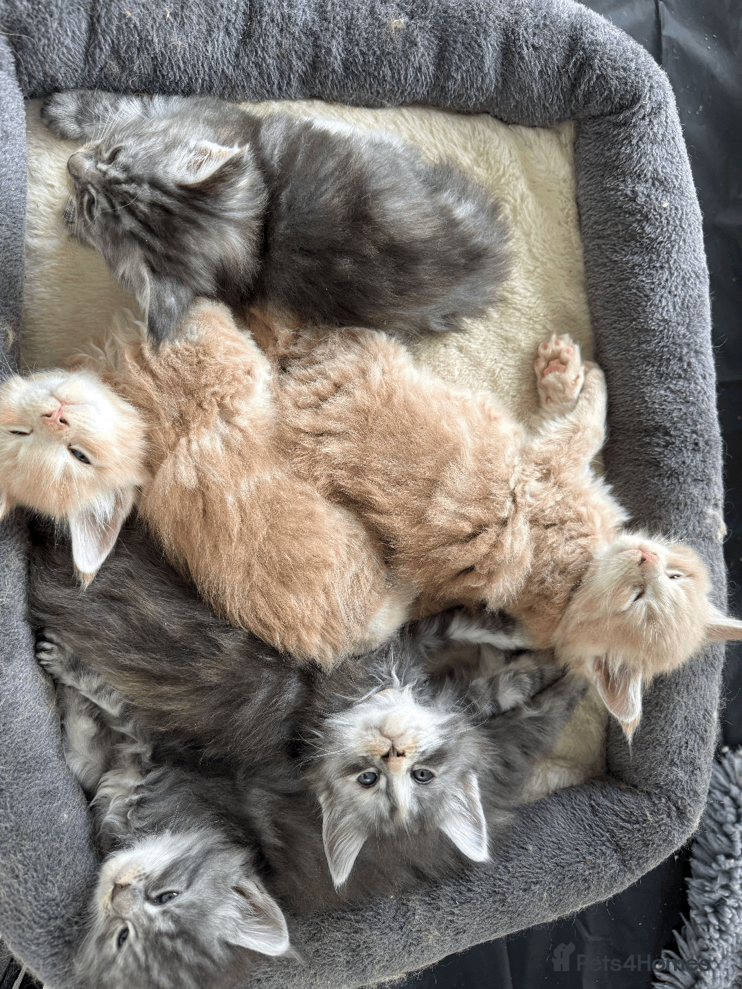 Maine Coon cats for sale: Maine coon kittens -boys and girls available - Image 1