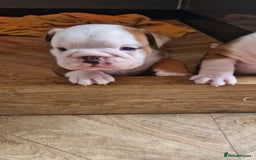 English Bulldog dogs for sale: 2 kc registered males  - Image 1