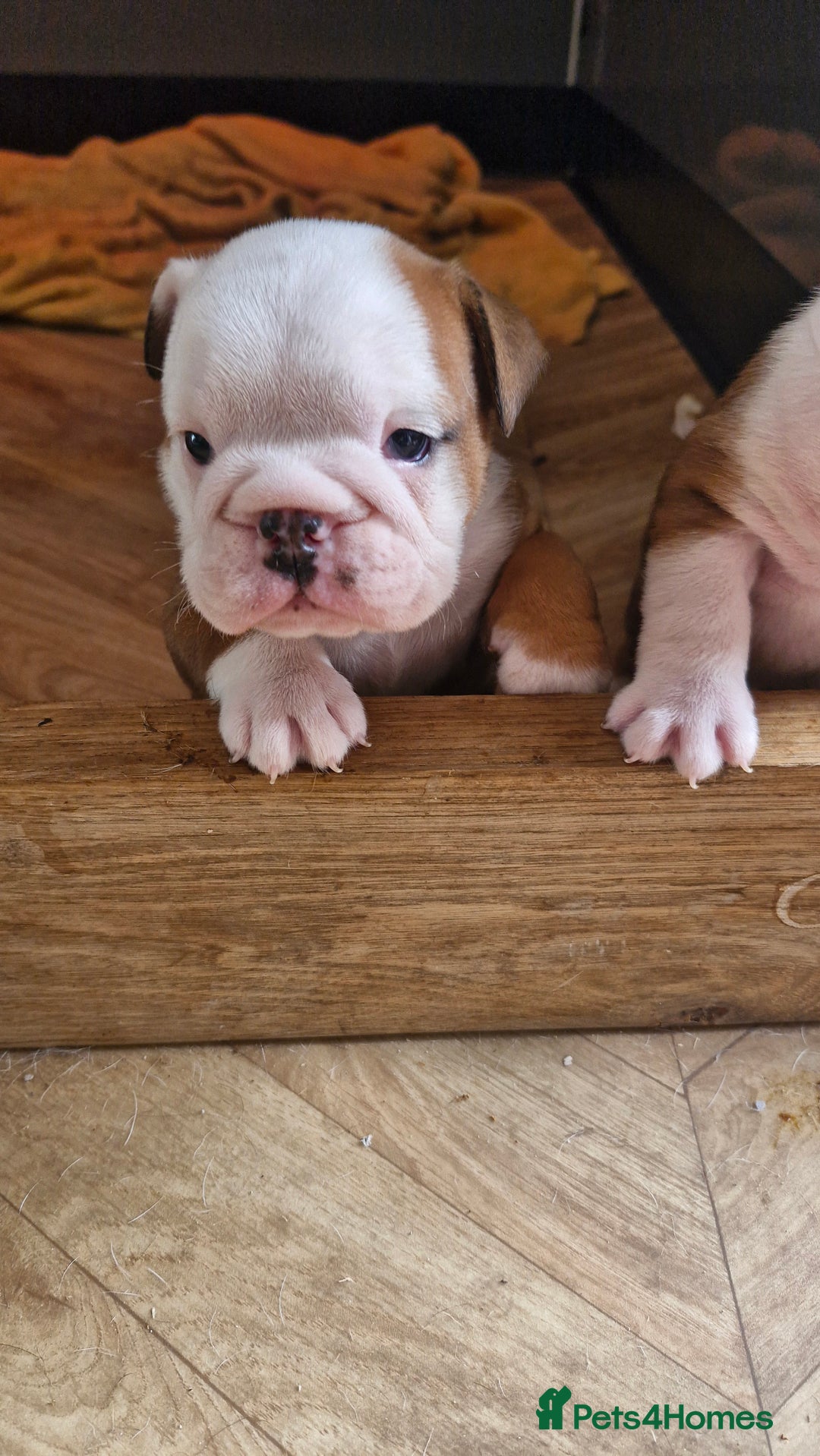 English Bulldog dogs for sale: 2 kc registered males  - Image 1