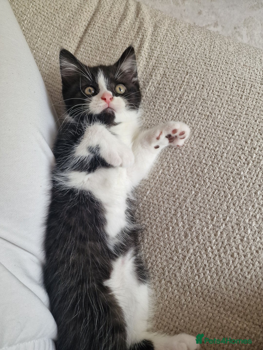 Mixed Breed cats for sale: Beautiful and very playful Male kitten 😸  - Image 1