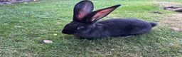 Continental Giant rabbits for sale: 8 Continental Giant Babies - Advert 8