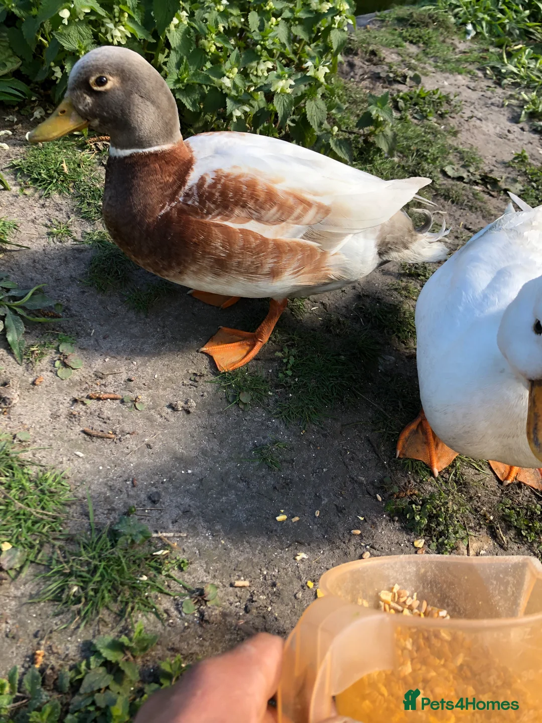 Ducks poultry for sale: White call duck breeding pair in Thatcham - Advert 2