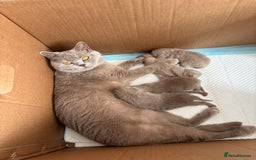 British Shorthair cats for sale: British shorthair kittens - Image 2
