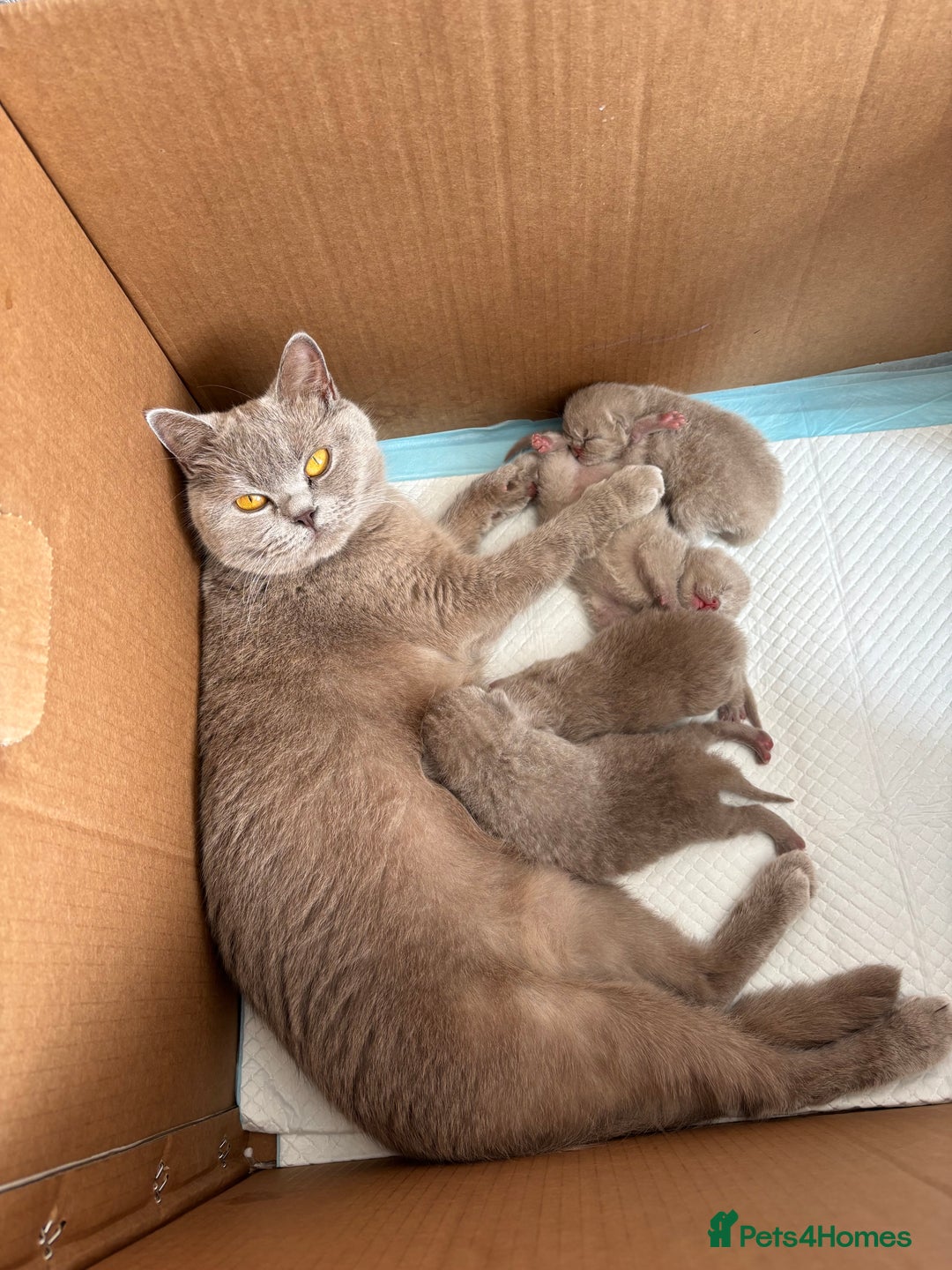 British Shorthair cats for sale: British shorthair kittens - Image 2
