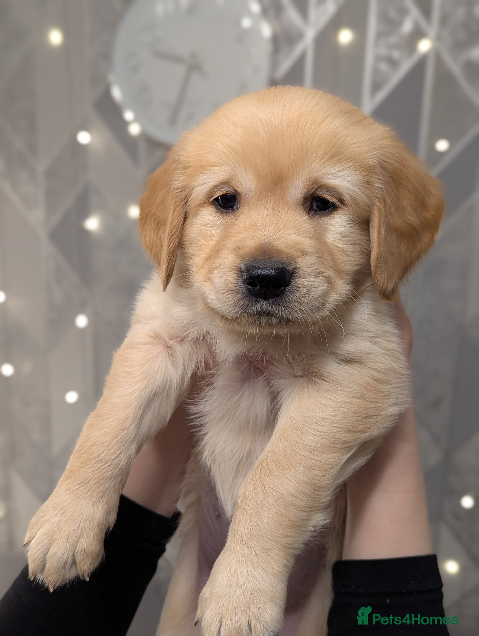 Golden Retriever dogs Beautiful golden retriever puppies for sale - Advert 4