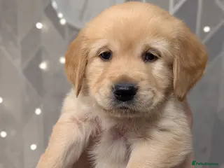 Golden Retriever dogs Beautiful golden retriever puppies for sale - Advert 5