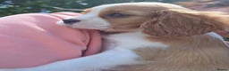 Cavalier King Charles Spaniel dogs for sale: Friendly and playful Cavalier Puppies - Advert 12