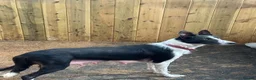 Border Collie dogs for sale: 5 Boarder Collie Puppies 8 weeks ready now in Ashbourne - Advert 17