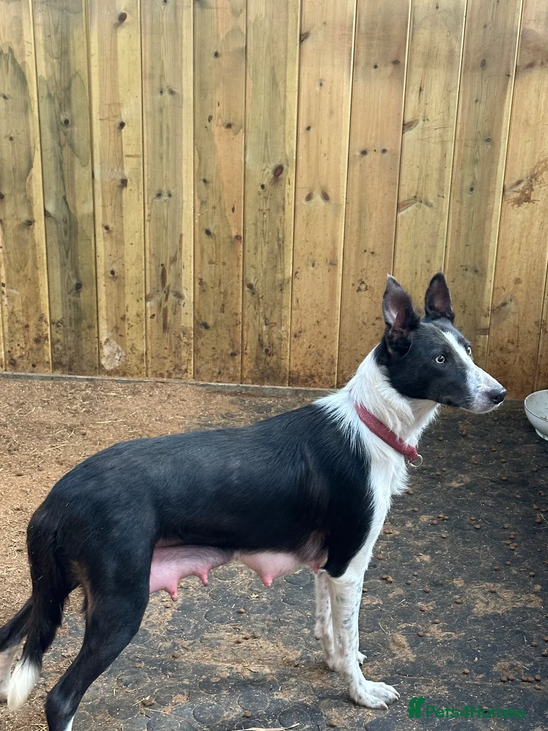 Border Collie dogs for sale: 5 Boarder Collie Puppies 8 weeks ready now in Ashbourne - Advert 17