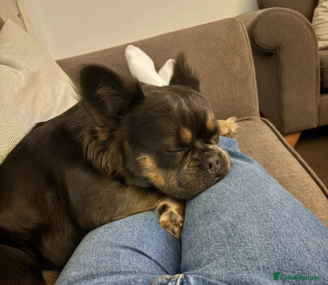 French Bulldog dogs for sale: Miss  in Weston-super-Mare - Advert 3