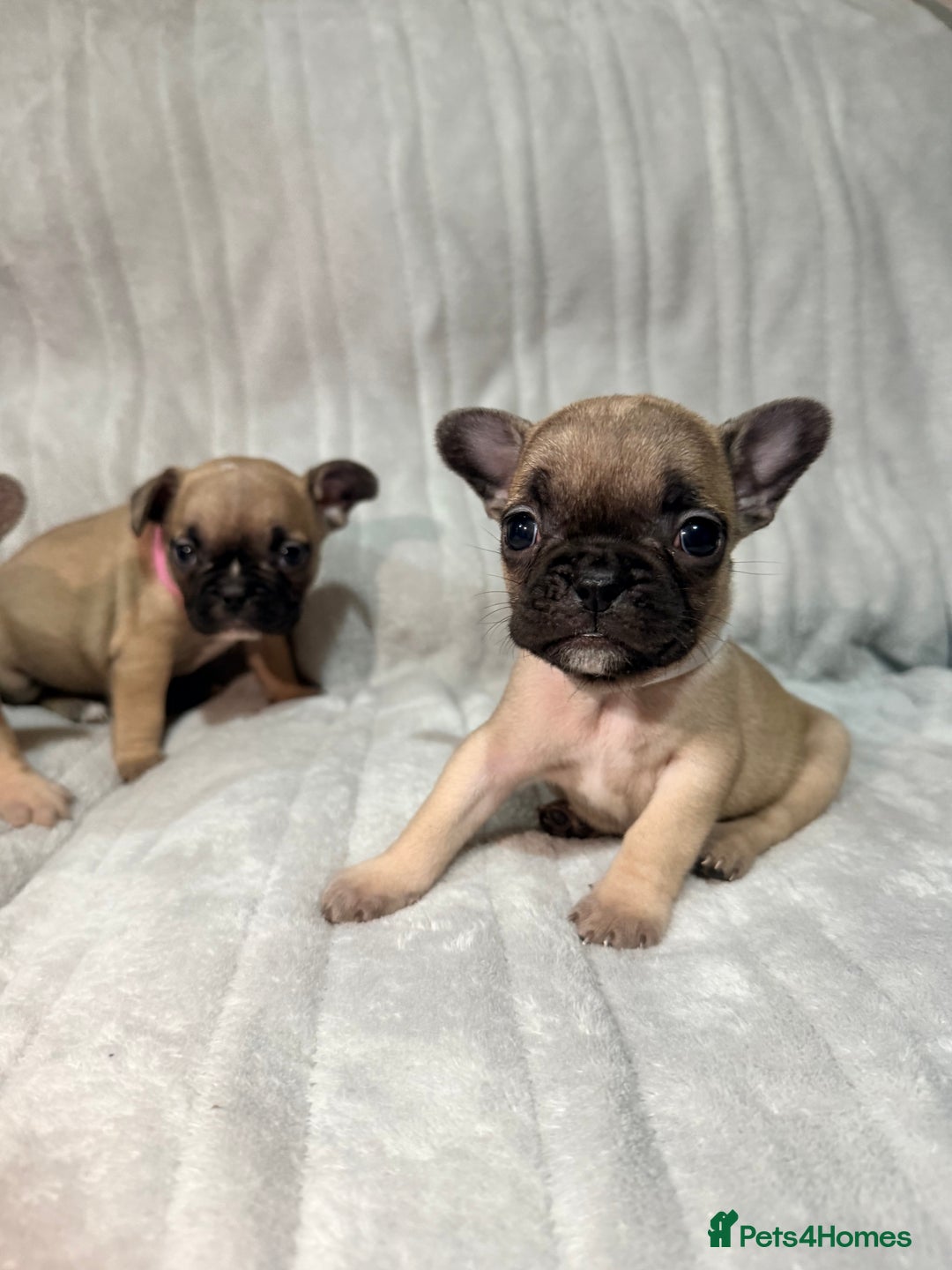 French Bulldog dogs for sale: Pedigree Mum Frenchy Pups-Gorgeous and ready soon! - Advert 27