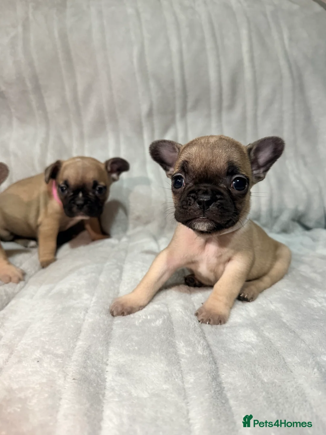 French Bulldog dogs for sale: Pedigree Mum Frenchy Pups-Gorgeous  ! - Advert 27