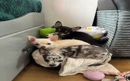Chihuahua dogs for sale: 2 chihuahua boys ready to leave NOW - Image 2