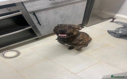 Mixed Breed dogs for sale: Stuffy - Image 1