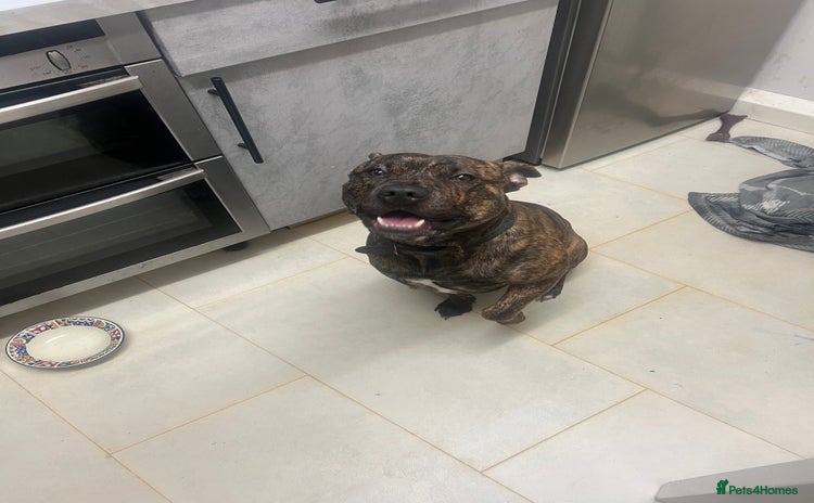 Mixed Breed dogs - Advert 5