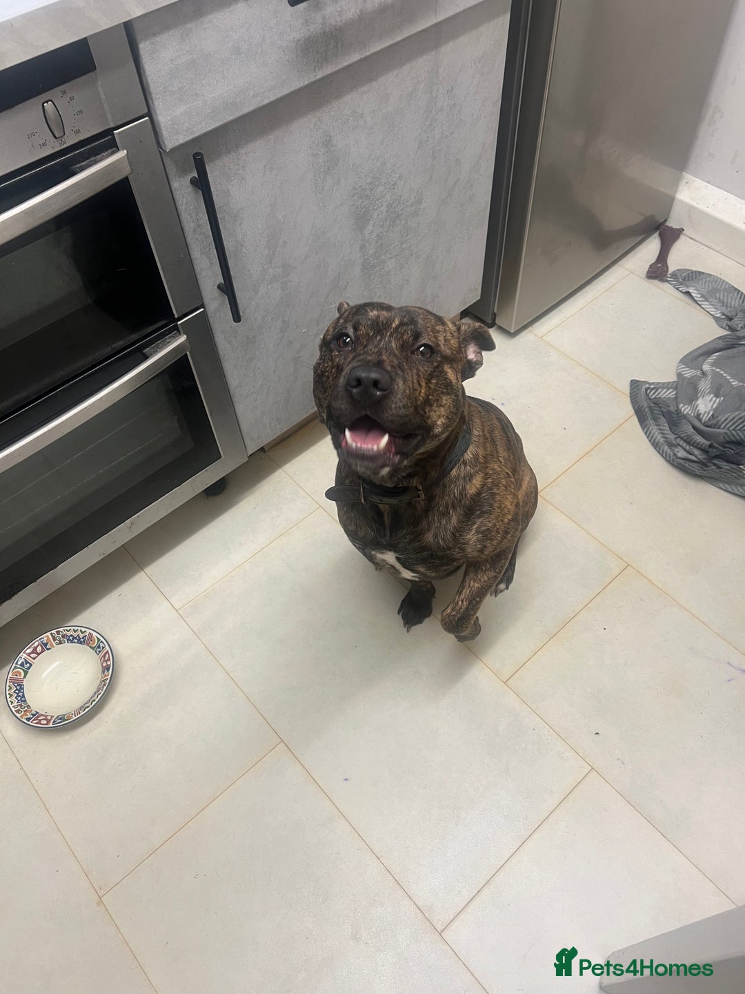 Mixed Breed dogs for sale: Stuffy - Image 1