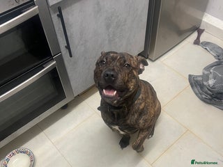 Mixed Breed dogs for sale - Advert 1