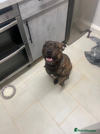 Mixed Breed dogs - Advert 1