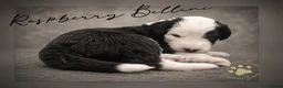 Old English Sheepdog dogs for sale: Fully health tested RKC Old English Sheepdog  - Advert 9