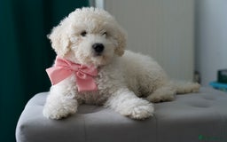 Shihpoo dogs for sale: Shihpoo - Image 7