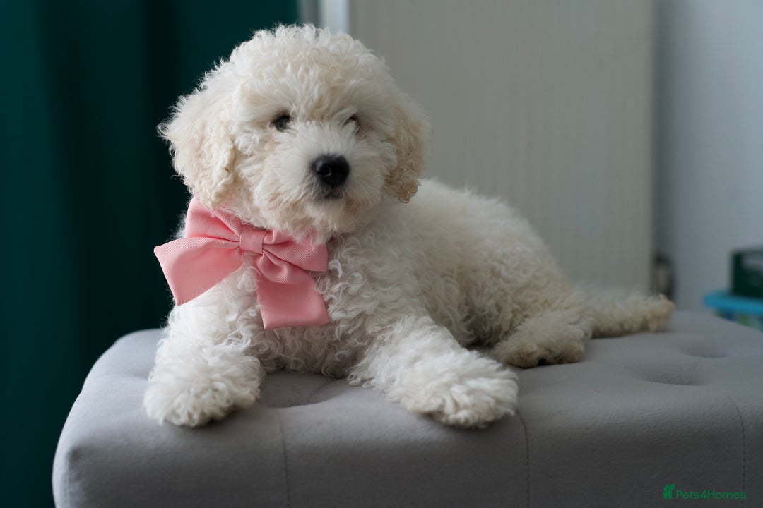 Shihpoo dogs for sale: Shihpoo - Image 7