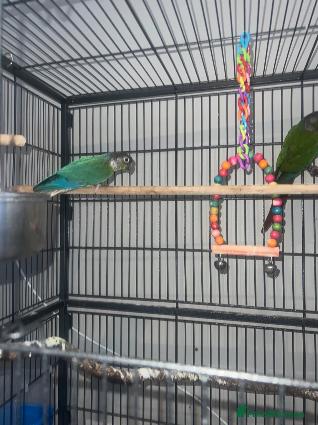 Conures birds for sale: Conure breeding pair  in Hounslow - Advert 2
