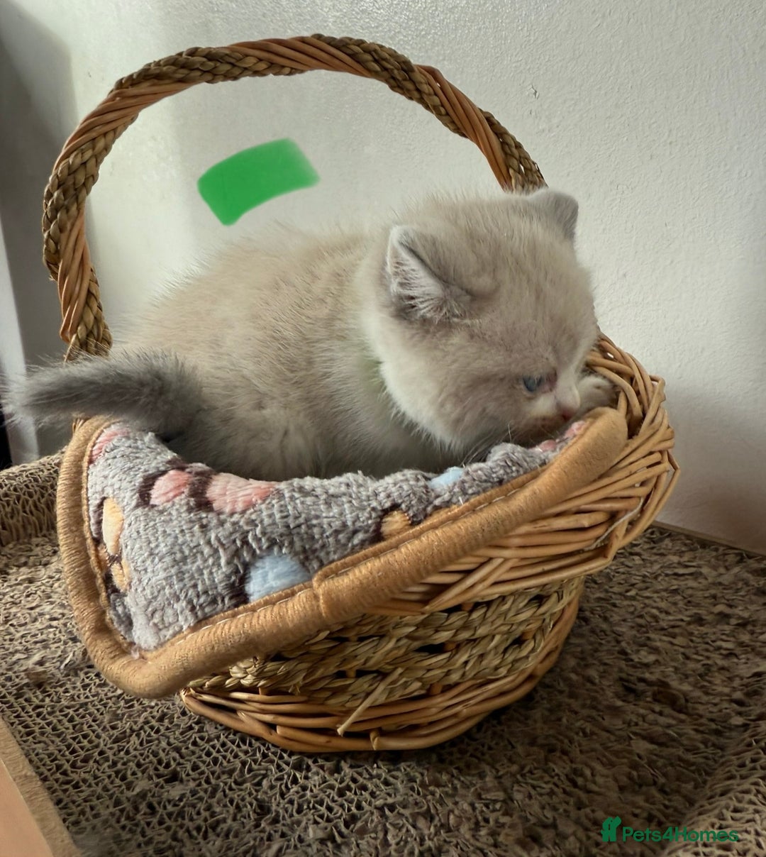 British Shorthair cats for sale: Bsh ragdoll kittens  - Advert 6