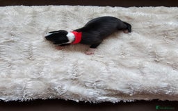 Whippet dogs for sale: Rare colours full pedigree KC Reg whippet pups  - Image 7