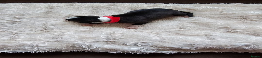 Whippet Puppy 13
