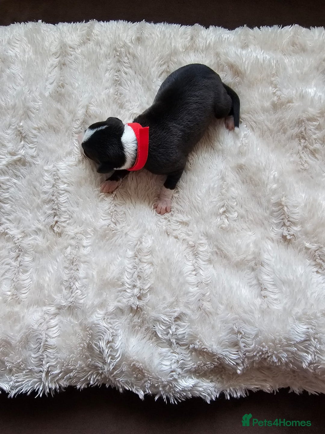 Whippet dogs for sale: Rare colours full pedigree KC Reg whippet pups  - Image 7