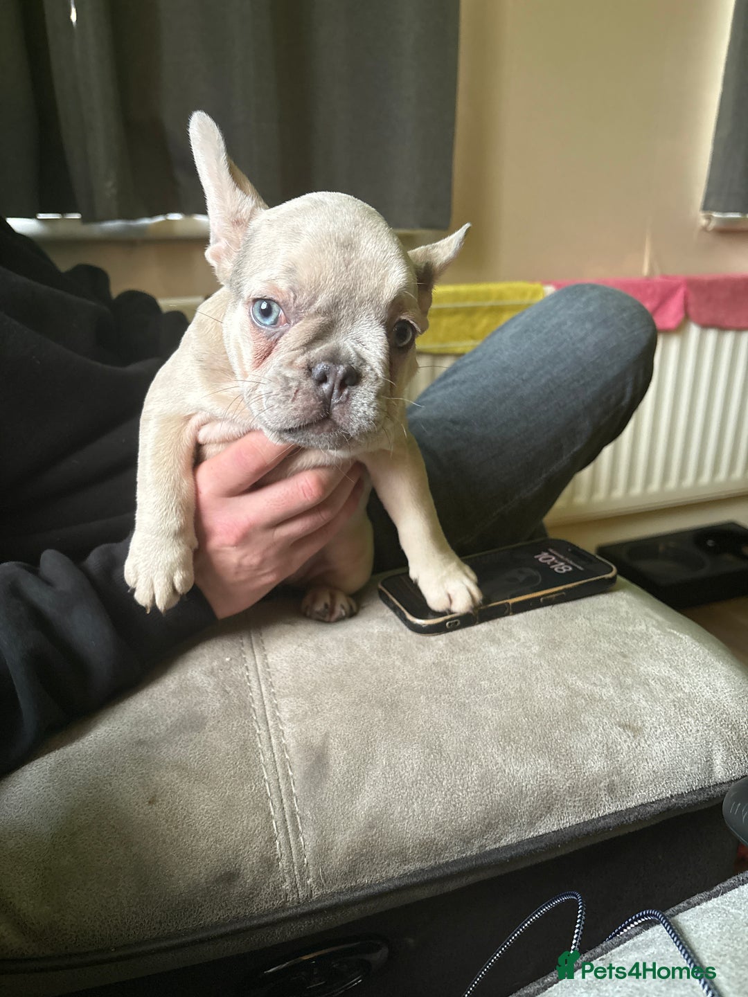 French Bulldog dogs for sale: 5 female French bulldogs  - Advert 10