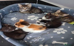 Mixed Breed cats for sale: 🐾Last Kitten – Black & White Boy Ready Now🐾 - Image 6