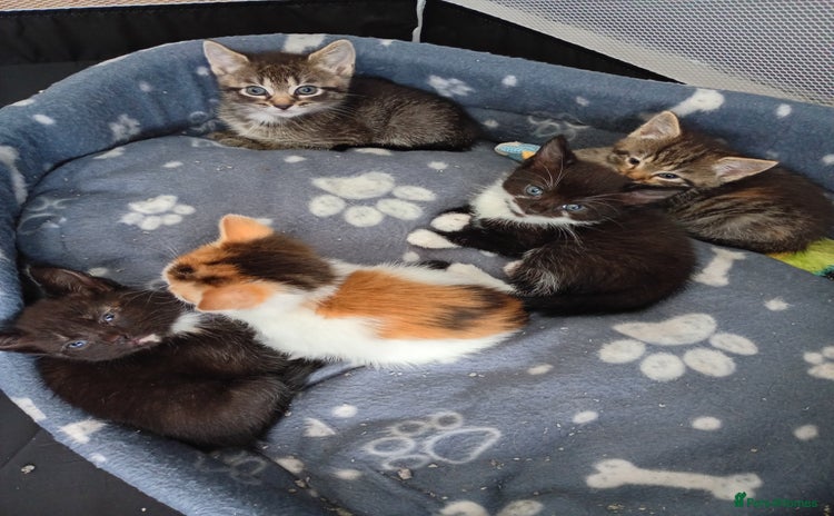 Mixed Breed cats - Advert 11