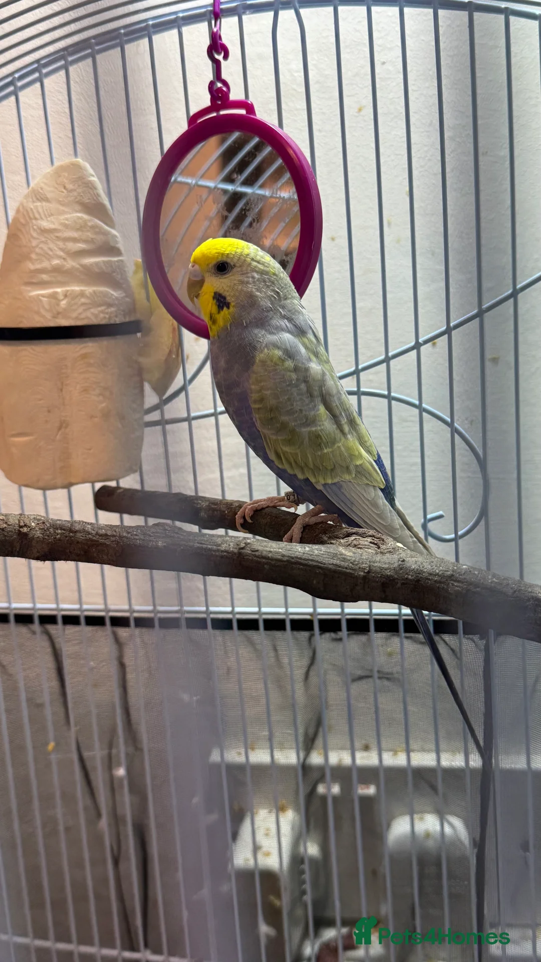 Budgerigars birds for sale: Budgie Young male - Advert 1