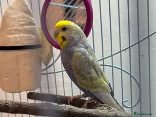 Budgerigars birds Budgie Young male - Advert 1