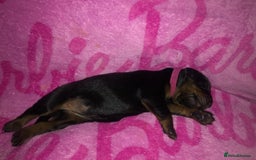 Dobermann dogs for sale: European Dobermann puppies for sale  - Image 14