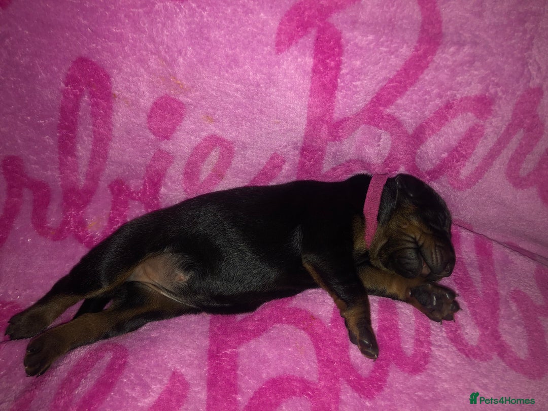 Dobermann dogs for sale: European Dobermann puppies for sale  - Image 14