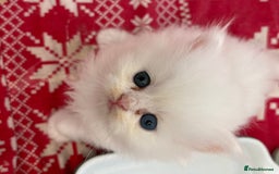 Persian cats for sale: Pure chinchilla doll face Persian kittens - Image 16