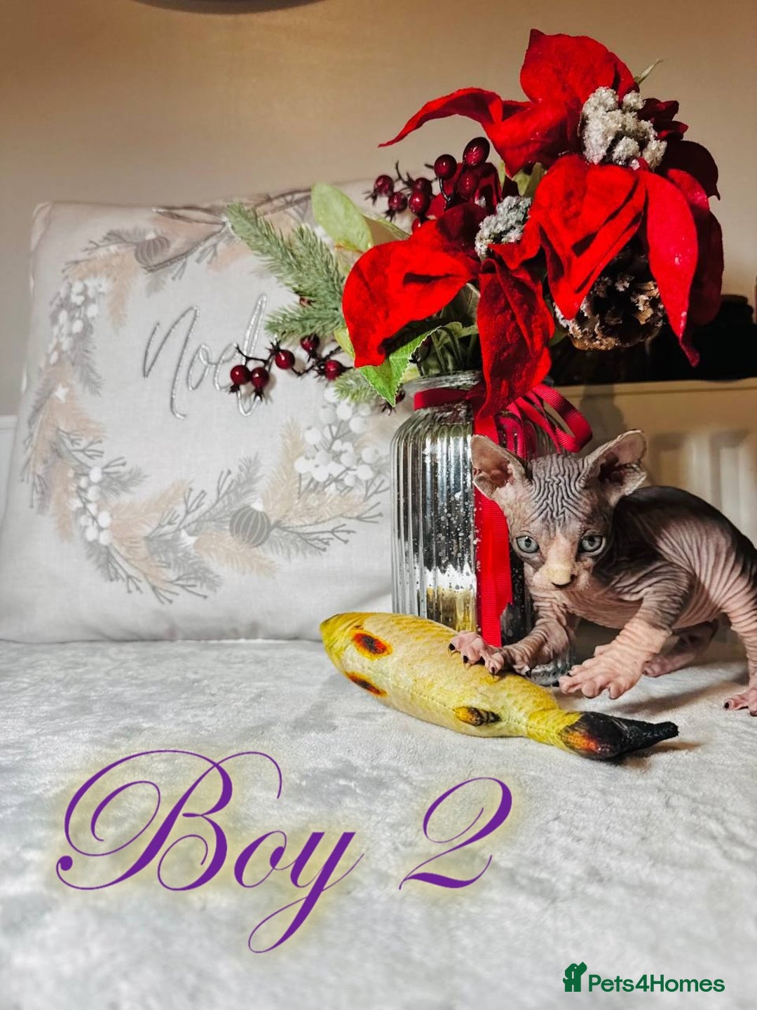 Sphynx cats for sale: Stunning Pedigree Sphynx Kittens - Advert 29