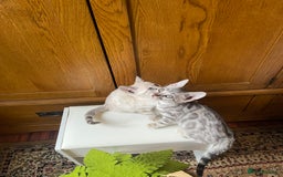Bengal cats for sale: 💎💎💎 Luxury Bengal Kittens Available  - Image 37