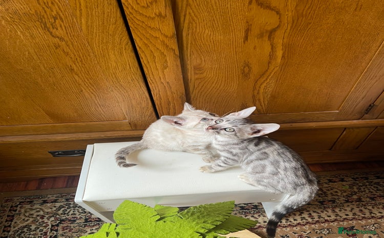 Bengal cats - Advert 10