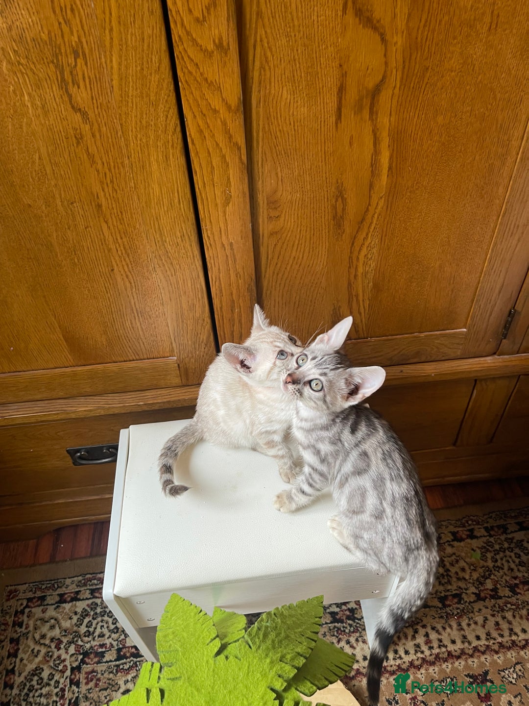 Bengal cats for sale: 💎💎💎 Luxury Bengal Kittens Available  - Image 37