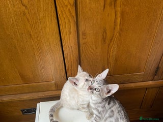 Bengal cats - Advert 1