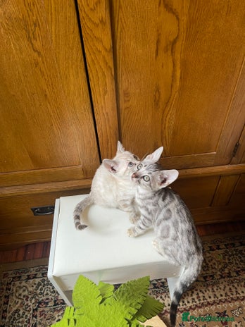 Bengal cats - Advert 10
