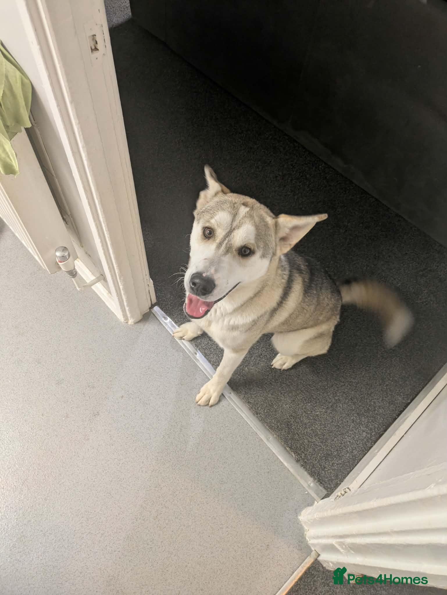 Siberian Husky dogs Such a beautiful boy!  - Advert 4