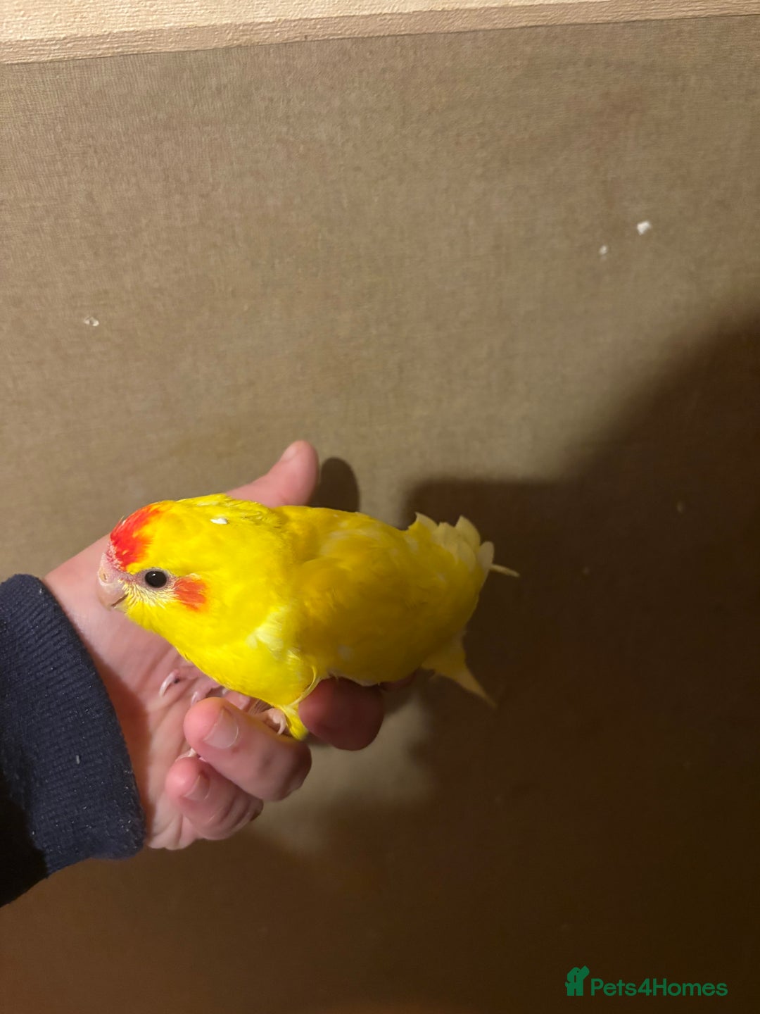 Parakeets birds for sale: Hand reared kakariki  - Advert 2