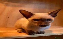 Siamese cats for sale: Siamese kitten - Image 3